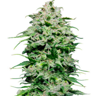 Сорт Chem Bomb Auto fem (Humboldt Seed Organization)