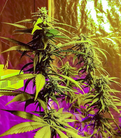 Сорт Critical Amnesia fem (AlphaFem Seeds) Сорт Critical Amnesia fem (AlphaFem Seeds) — изображение 3
