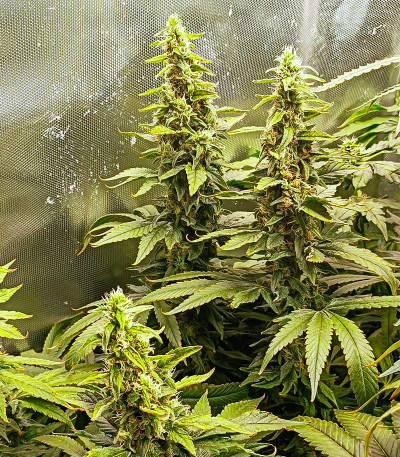 Сорт Critical Amnesia fem (AlphaFem Seeds) Сорт Critical Amnesia fem (AlphaFem Seeds) — изображение 4