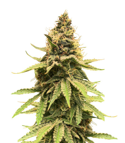 Сорт Critical Amnesia fem (AlphaFem Seeds) Сорт Critical Amnesia fem (AlphaFem Seeds)