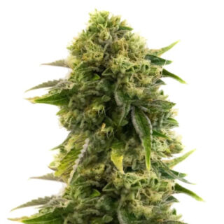 Сорт Different Gorilla (Different GG#4) fem (AlphaFem Seeds) Сорт Different Gorilla (Different GG#4) fem (AlphaFem Seeds)