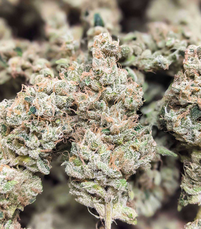 Сорт Dozy Cake fem (AlphaFem Seeds) Сорт Dozy Cake fem (AlphaFem Seeds) — изображение 4