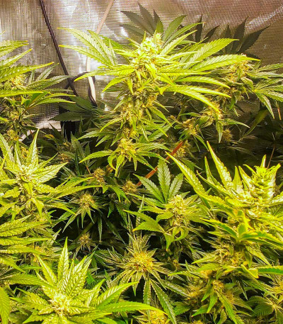 Сорт Dozy Cake fem (AlphaFem Seeds) Сорт Dozy Cake fem (AlphaFem Seeds) — изображение 5