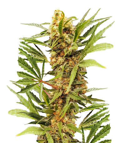Сорт Dozy Cake fem (AlphaFem Seeds) Сорт Dozy Cake fem (AlphaFem Seeds)