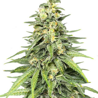 Сорт Dozy Cookies fem (AlphaFem Seeds) Сорт Dozy Cookies fem (AlphaFem Seeds)