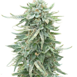 Сорт Dozy Doz fem (AlphaFem Seeds) Сорт Dozy Doz fem (AlphaFem Seeds)
