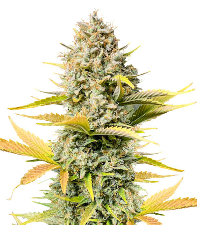 Сорт Dozy Sith fem (AlphaFem Seeds) Сорт Dozy Sith fem (AlphaFem Seeds)