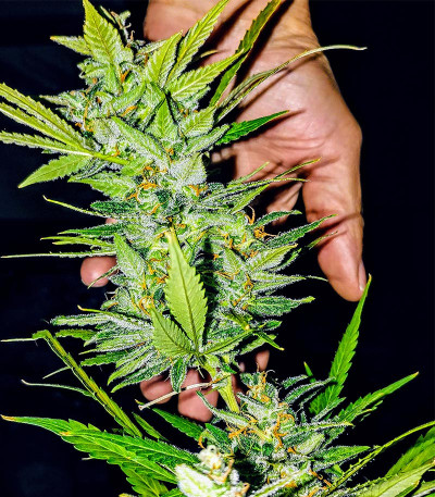 Сорт Dozy Whale fem (AlphaFem Seeds) Сорт Dozy Whale fem (AlphaFem Seeds) — изображение 4