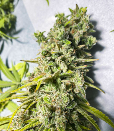 Сорт Dozy Whale fem (AlphaFem Seeds) Сорт Dozy Whale fem (AlphaFem Seeds) — изображение 6