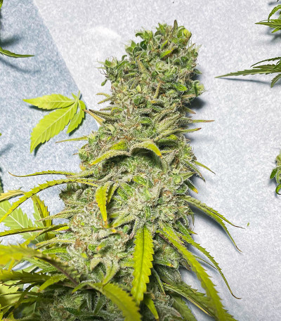 Сорт Dozy Whale fem (AlphaFem Seeds) Сорт Dozy Whale fem (AlphaFem Seeds) — изображение 7