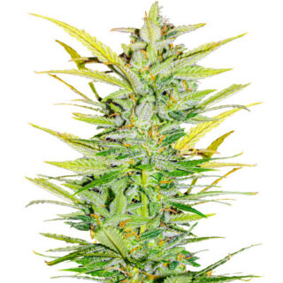 Сорт Dozy Whale fem (AlphaFem Seeds) Сорт Dozy Whale fem (AlphaFem Seeds)