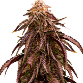 Сорт Dozywelly OG fem (AlphaFem Seeds) Сорт Dozywelly OG fem (AlphaFem Seeds)