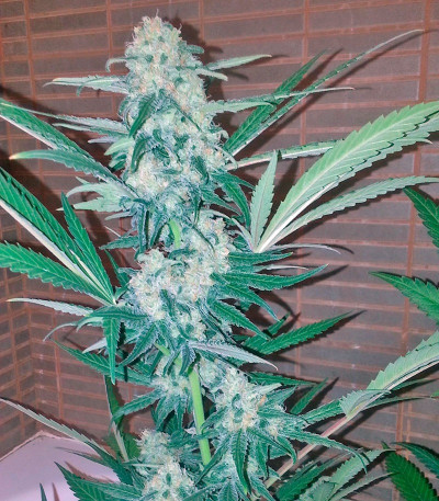 Сорт Exodus Cheese fem (GHS) Сорт Exodus Cheese fem (GHS) — изображение 4