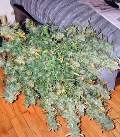 Сорт Exodus Cheese fem (GHS) Сорт Exodus Cheese fem (GHS) — изображение 6