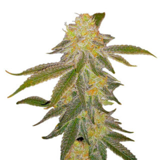 Сорт Future #1 fem (Blimburn Seeds) Сорт Future #1 fem (Blimburn Seeds)