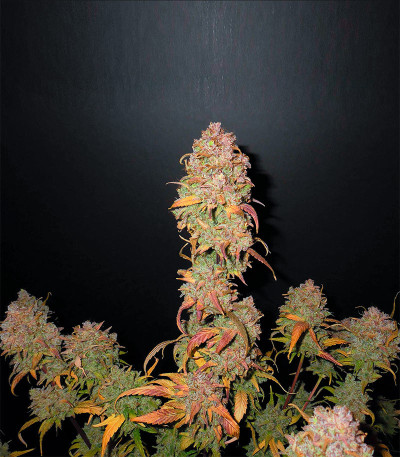 Сорт Gelato Auto fem (FastBuds) Сорт Gelato Auto fem (FastBuds) — изображение 3