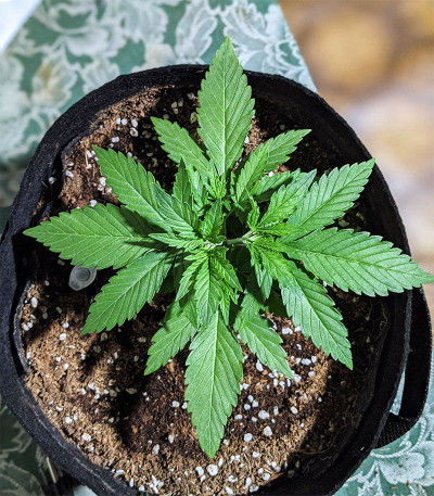 Сорт Gelato Auto fem (FastBuds) Сорт Gelato Auto fem (FastBuds) — изображение 6