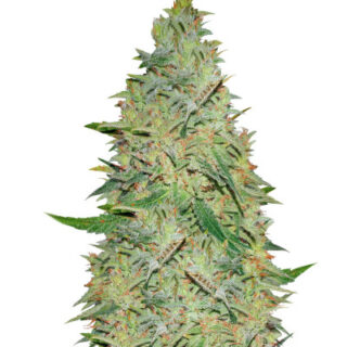 Сорт Gelato fem (Nirvana Seeds) Сорт Gelato fem (Nirvana Seeds)
