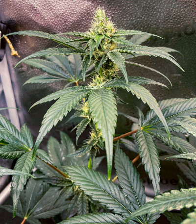 Сорт Golden Sands fem (Humboldt Seed Company) Сорт Golden Sands fem (Humboldt Seed Company) — изображение 2