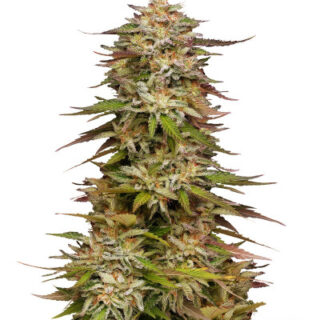 Сорт Golden Sands fem (Humboldt Seed Company) Сорт Golden Sands fem (Humboldt Seed Company)