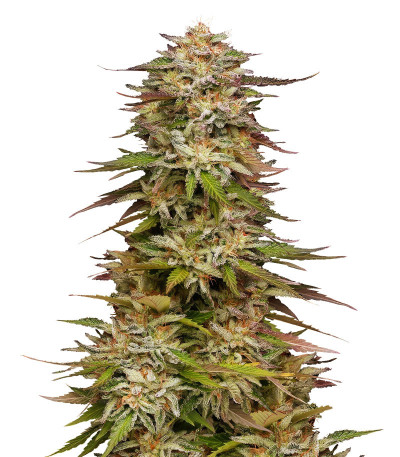 Сорт Golden Sands fem (Humboldt Seed Company) Сорт Golden Sands fem (Humboldt Seed Company)