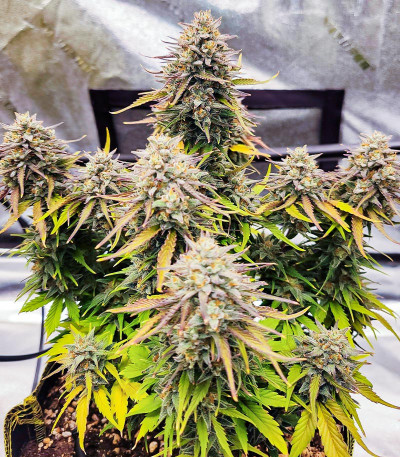 Сорт Gorilla Zkittlez Auto fem (FastBuds) Сорт Gorilla Zkittlez Auto fem (FastBuds) — изображение 5