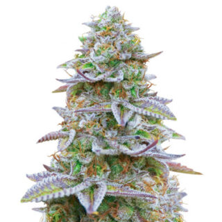 Сорт Gorilla Zkittlez fem (Barney's Farm) Сорт Gorilla Zkittlez fem (Barney's Farm)