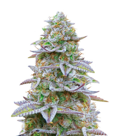 Сорт Gorilla Zkittlez fem (Barney's Farm) Сорт Gorilla Zkittlez fem (Barney's Farm)