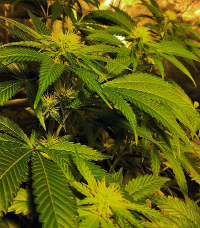 Сорт Gorilla Zkittlez fem (Barney's Farm) Сорт Gorilla Zkittlez fem (Barney's Farm) — изображение 3