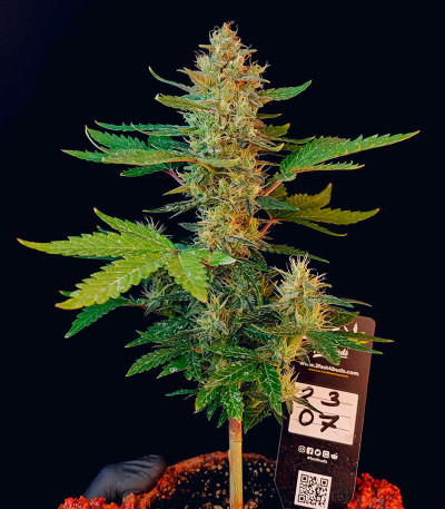 Сорт Guava Auto fem (FastBuds) Сорт Guava Auto fem (FastBuds) — изображение 3