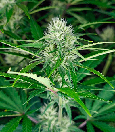 Сорт Guava Auto fem (FastBuds) Сорт Guava Auto fem (FastBuds) — изображение 4