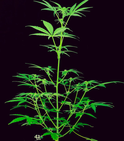 Сорт Guava Auto fem (FastBuds) Сорт Guava Auto fem (FastBuds) — изображение 5