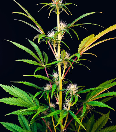 Сорт Guava Auto fem (FastBuds) Сорт Guava Auto fem (FastBuds) — изображение 6