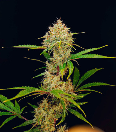 Сорт Guava Auto fem (FastBuds) Сорт Guava Auto fem (FastBuds) — изображение 7