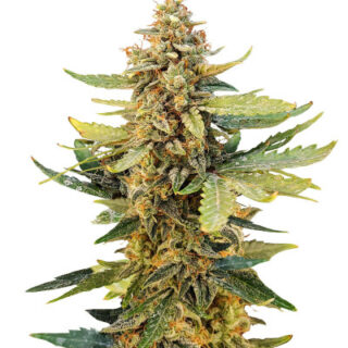 Сорт Guava Auto fem (FastBuds)
