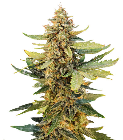 Сорт Guava Auto fem (FastBuds) Сорт Guava Auto fem (FastBuds)