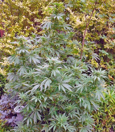 Сорт Himalaya Gold fem (GHS) Сорт Himalaya Gold fem (GHS) — изображение 4