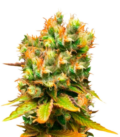 Сорт Honeybells CBD fem (Delicious Seeds) Сорт Honeybells CBD fem (Delicious Seeds)