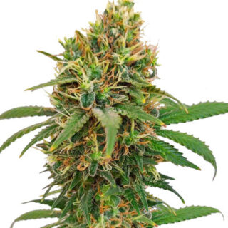 Сорт I'm Alive fem (AlphaFem Seeds) Сорт I'm Alive fem (AlphaFem Seeds)