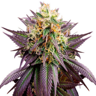 Сорт Jealousy fem (Original Sensible Seeds) Сорт Jealousy fem (Original Sensible Seeds)