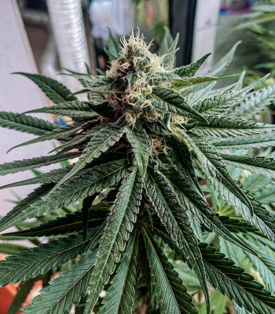 Сорт King's Juice fem (GHS) Сорт King's Juice fem (GHS) — изображение 4