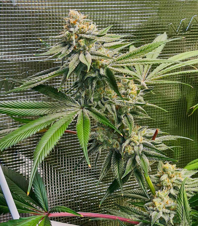 Сорт Kush Mintz fem (Barney's Farm) Сорт Kush Mintz fem (Barney's Farm) — изображение 4