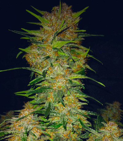 Сорт Lemon Cherry Cookies Auto fem (FastBuds) Сорт Lemon Cherry Cookies Auto fem (FastBuds) — изображение 3
