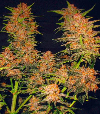 Сорт Lemon Cherry Cookies Auto fem (FastBuds) Сорт Lemon Cherry Cookies Auto fem (FastBuds) — изображение 4