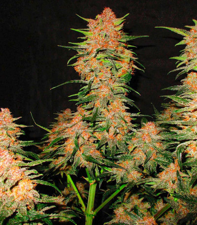 Сорт Lemon Cherry Cookies Auto fem (FastBuds) Сорт Lemon Cherry Cookies Auto fem (FastBuds) — изображение 5
