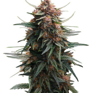 Сорт Lemon Cherry Cookies Auto fem (FastBuds)