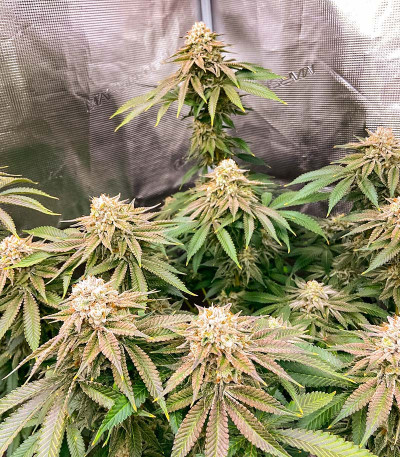 Сорт Lemon Orange fem (GHS) Сорт Lemon Orange fem (GHS) — изображение 6