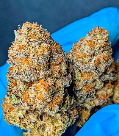 Сорт Lemon Orange fem (GHS) Сорт Lemon Orange fem (GHS) — изображение 3
