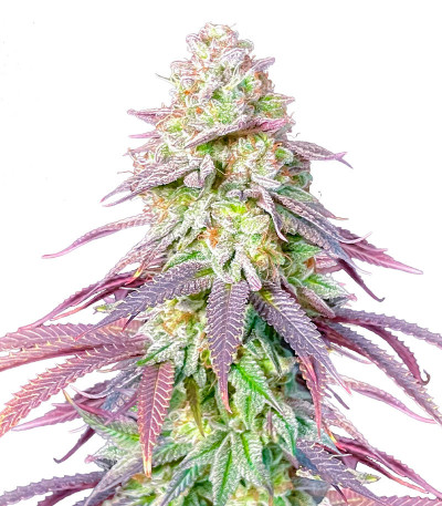 Сорт Lemon Orange fem (GHS) Сорт Lemon Orange fem (GHS)