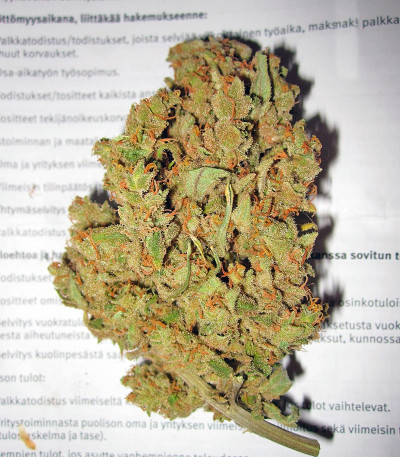 Сорт Lemon Skunk fem (GHS) Сорт Lemon Skunk fem (GHS) — изображение 4